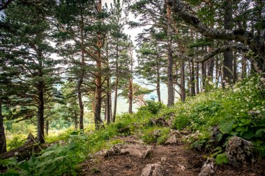 Dağların arka planında çam ağacı, yeşil çayırlar ve ormanlar. Güzel eğri dallar ve yeşil iğneler