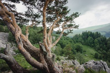 Dağların arka planında çam ağacı, yeşil çayırlar ve ormanlar. Güzel eğri dallar ve yeşil iğneler