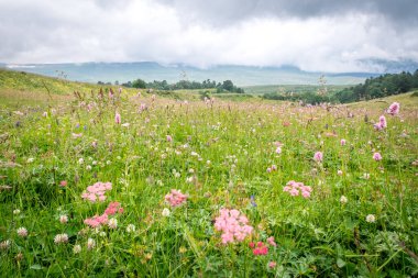 Bulutlu bir yaz gününde dağların arka planında çayırda çiçekler ve çimenler
