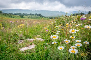 Bulutlu bir yaz gününde dağların arka planında çayırda çiçekler ve çimenler