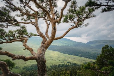 Dağların arka planında çam ağacı, yeşil çayırlar ve ormanlar. Güzel kıvrımlar ve dallar yeşil iğneler