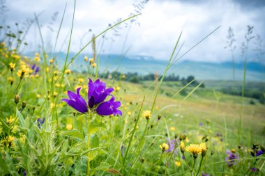 Bir dağ çayırının arka planında çan çiçekleri, bulutlu bir yaz günü