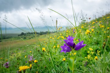 Bir dağ çayırının arka planında çan çiçekleri, bulutlu bir yaz günü