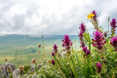 Bir dağ çayırında kırmızı çiçek, arka planda dağlar ve mavi gökyüzü. Dağ vadisi
