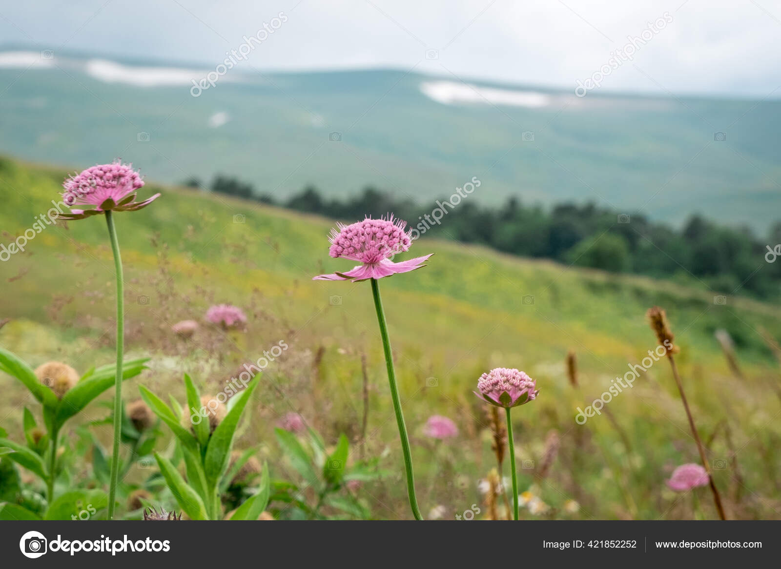 在多云的夏日在高山的背景下在草原上的花和草 图库照片 C Aoblov Aitek Ru 在多云的夏日在高山的背景下在草原上的花和草 图库照片 C Aoblov Aitek Ru