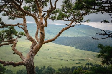 Dağların arka planında çam ağacı, yeşil çayırlar ve ormanlar. Güzel eğri dallar ve yeşil iğneler