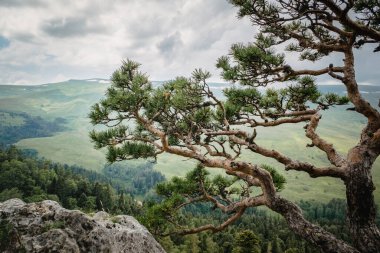 Dağların arka planında çam ağacı, yeşil çayırlar ve ormanlar. Güzel eğri dallar ve yeşil iğneler