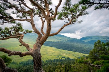 Dağların arka planında çam ağacı, yeşil çayırlar ve ormanlar. Güzel kıvrımlar ve dallar yeşil iğneler