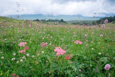 Bulutlu bir yaz gününde dağların arka planında çayırda çiçekler ve çimenler