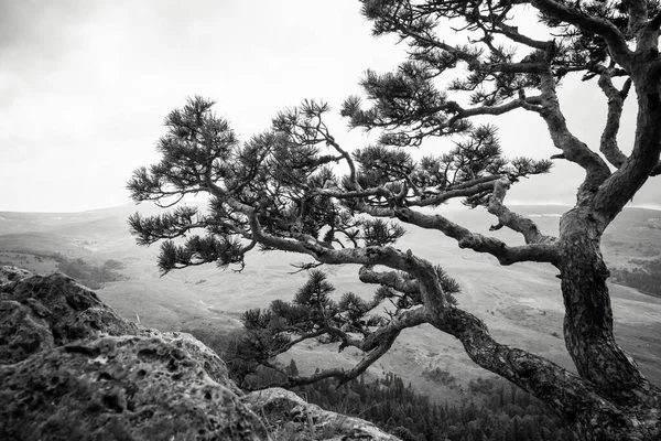 Silhouette Pin Sur Fond Montagnes Belles Courbes Branches Aiguilles Vertes — Photo