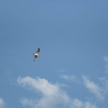 Mavi gökyüzünde uçan martı.