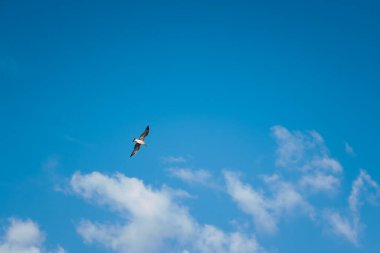 Mavi gökyüzünde uçan martı.