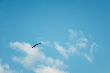 Mavi gökyüzünde uçan martı.