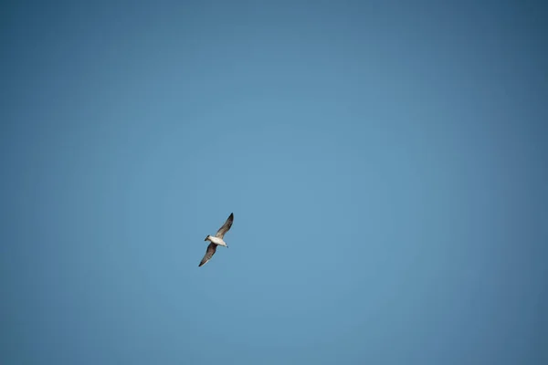 Mouette Mer Vol Sur Ciel Bleu — Photo