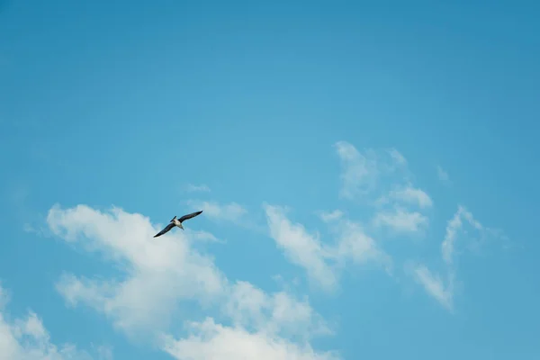 Gaivota Mar Voo Céu Azul — Fotografia de Stock