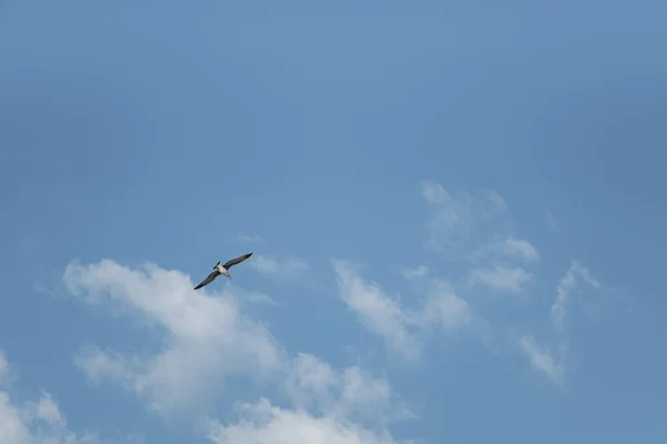 Gaivota Mar Voo Céu Azul — Fotografia de Stock