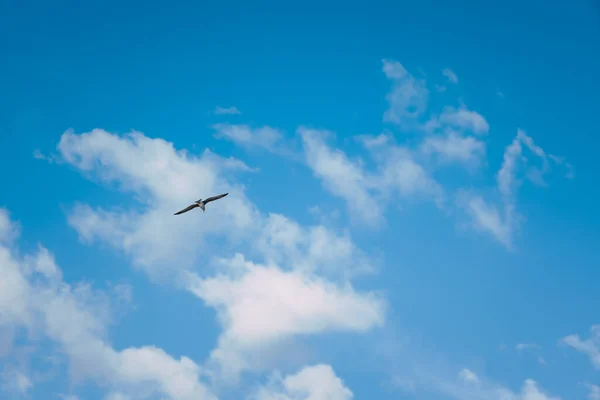 Gaivota Mar Voo Céu Azul — Fotografia de Stock