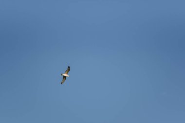 Mavi gökyüzünde uçan martı.