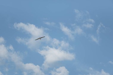 Mavi gökyüzünde uçan martı.