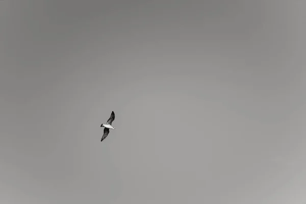 Gaviota Vuelo Cielo Gris — Foto de Stock