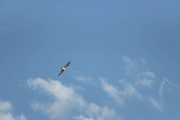 Морская Чайка Полете Голубом Небе — стоковое фото