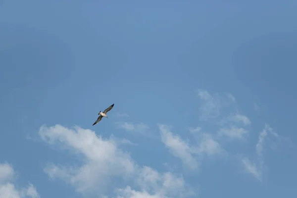 Gaivota Mar Voo Céu Azul — Fotografia de Stock