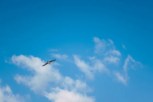 Gaivota Mar Voo Céu Azul — Fotografia de Stock