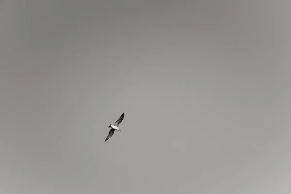 Морський Мартин Польоті Сірому Небі — стокове фото