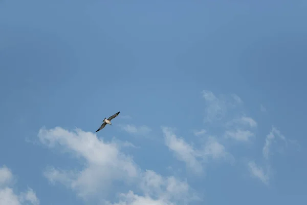 Gaviota Vuelo Sobre Cielo Azul — Foto de Stock