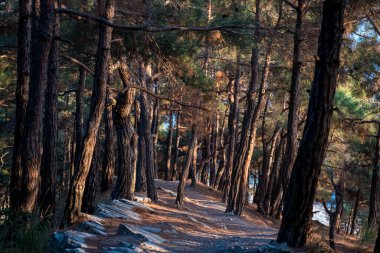 Gizemli bir çam ormanında yürüyüş parkurunda