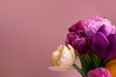 Pembe arka planda bahar lale çiçekleri