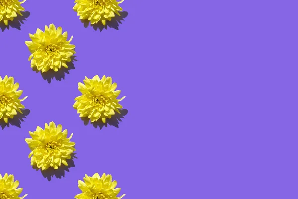 Yellow Chrysanthemum Flowers Purple Background Floral Minimalist Background Minimal Summer — Stok fotoğraf