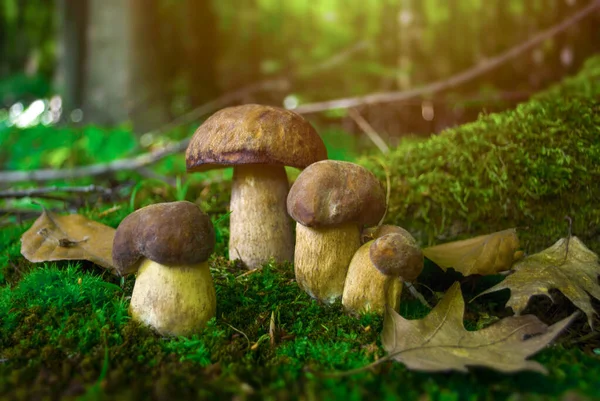 Champignons Porcini Dans Forêt — Photo