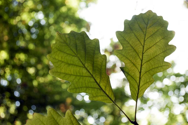 Herbstblätter Einer Eiche Auf Verschwommenem Naturhintergrund Schöner Herbst Hintergrund — Stockfoto