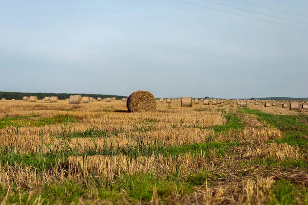 Large Bales Hay Wheat Field Many Stacks Meadow Early Autumn — Stock Photo, Image