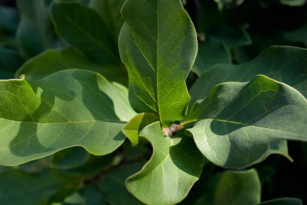 Hintergrund Der Frischen Grünen Blätter Baum Garten — Stockfoto