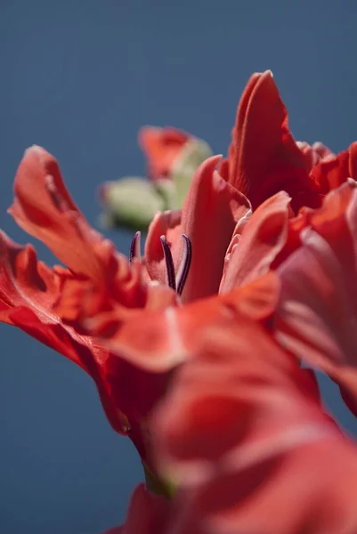 Closeup Rosa Pêssego Gladiolus Flor Céu Azul — Fotografia de Stock