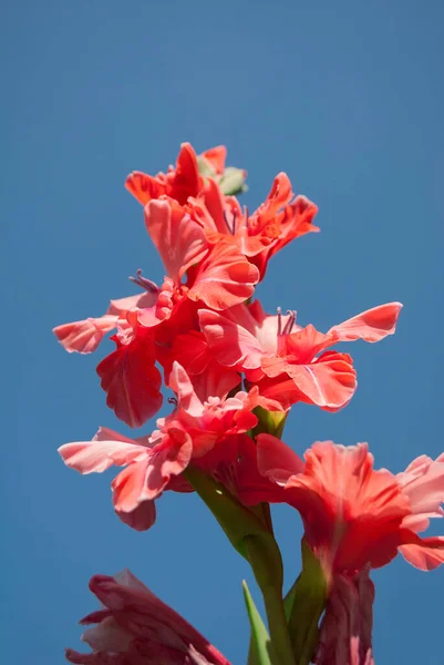 Яркие Цветущие Розовые Персиковые Гладиолусы Голубом Небе Цветочный Солнечный Фон — стоковое фото
