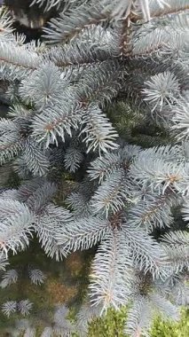 Yeşil bir çam ağacının dalları. Köknar dalıyla doğal arka plan. Uluslararası Orman Günü