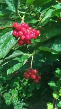 Viburnum opulus. Viburnum bushes with red ripe berries