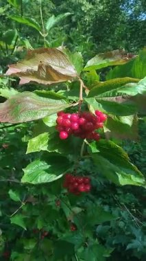 Viburnum opulus. Viburnum bushes with red ripe berries