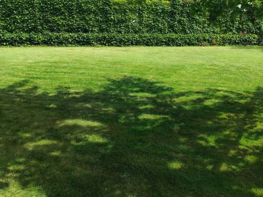 Yeşil çimenler, güneşli bir günde gölgelerin düştüğü bir bahçe ya da arka bahçe. Metin için alanı olan estetik bir resim. Doğal arkaplan