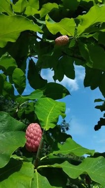 Magnolia brooklynensis (Sunsation). Büyük lale şeklinde pembe şeftali çiçekleri olan melez bir ağaç.