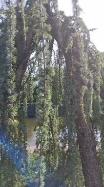 Atlas sedir (Cedrus atlantica), sedir cinsinden büyük bir kozalaklı ağaç.