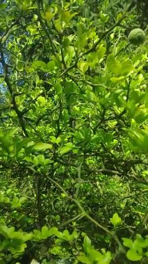 Limon üç yapraklı, süs bitkisi (Poncirus trifoliata)