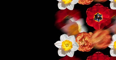 Çiçeklerle narsisli yaratıcı kompozisyon ve siyah arka planda lale. Tebrik kartı. Karanlık bir arka planda çiçek kolajı. Bahar ya da yaz tatili geçmişi. Uzayı kopyala Pankart