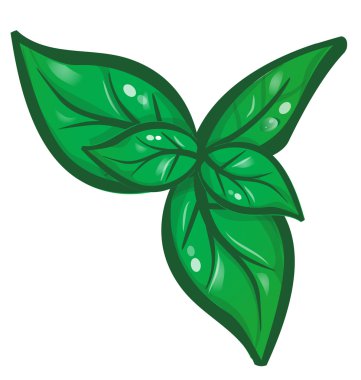 Fesleğen beyaz arkaplanda izole edildi