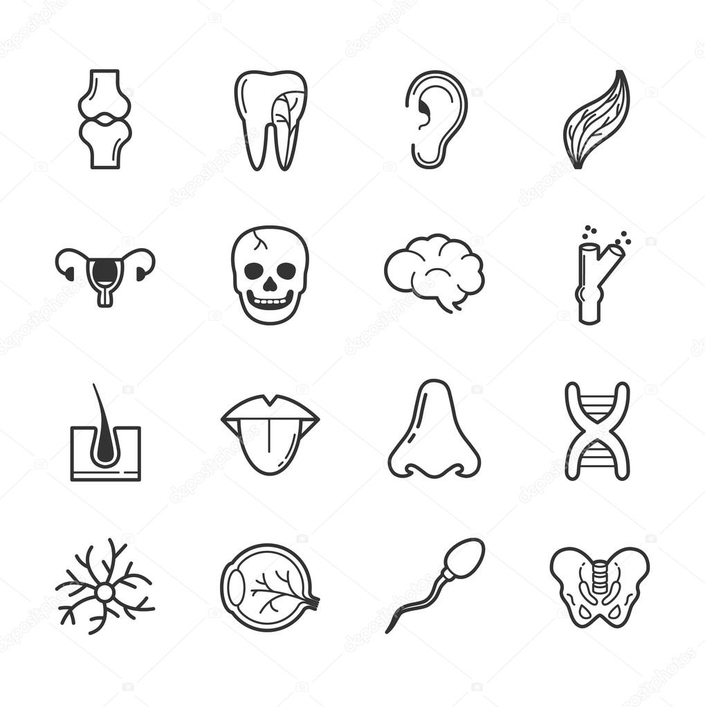 Set of internal organs icons