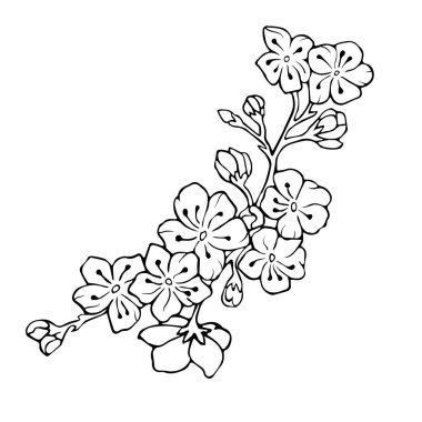 Çiçekli kiraz dalı. Vektör çizimi. Görüntü eşleşmesi. Hisse senedi. Sakura.