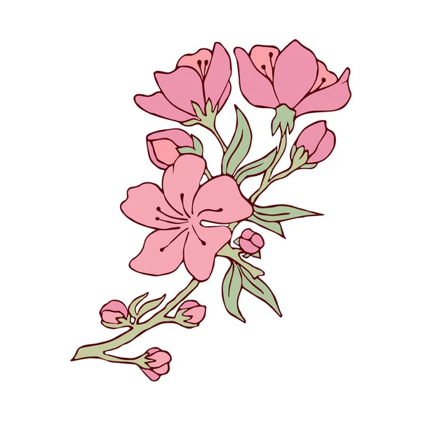 樱桃在枝条上开花 矢量图解 轮廓图像 种群向量 Sakura 明信片 粉红色的花 白人背景 — 图库矢量图片